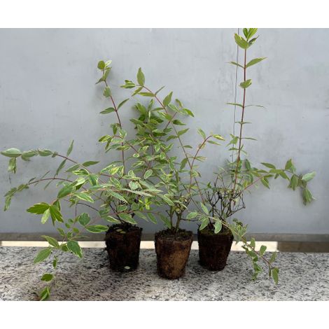 Hypericum Moserianum Tricolor - Iperico Variegato Cespuglio Ornamentale  pianta in vaso bio  8 cm (1/5)