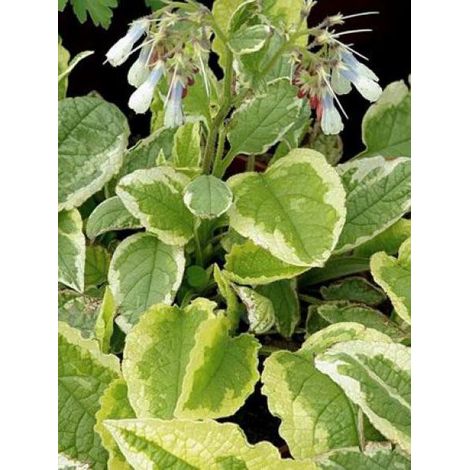 Consoude à grandes fleurs 'Goldsmith' Godet de 8/9 cm (1/2)