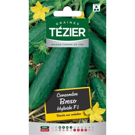 Tezier - Concombre Breso HF1