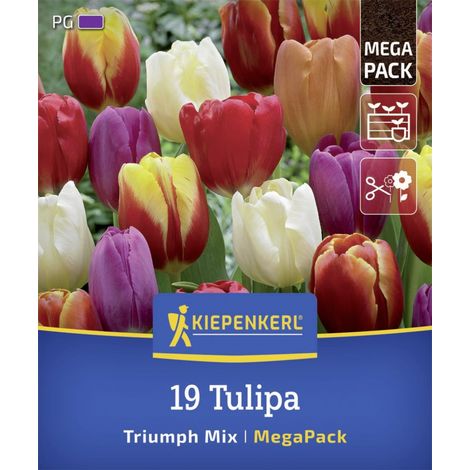 Kiepenkerl Herbstblumenzwiebelmischung Mega-Pack Triumph-Tulpen 19 Stück (1/2)