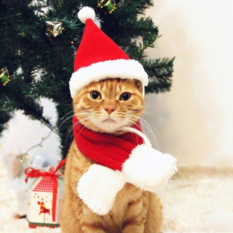 conjunto de disfraz navideño, gorro de Papá Noel, bufanda de terciopelo, ajustable, para perro/gato (1/5)