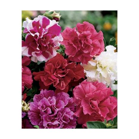 PETUNIA MULTIFLORE DOUBLE HYBRIDE - 150 GRAINES