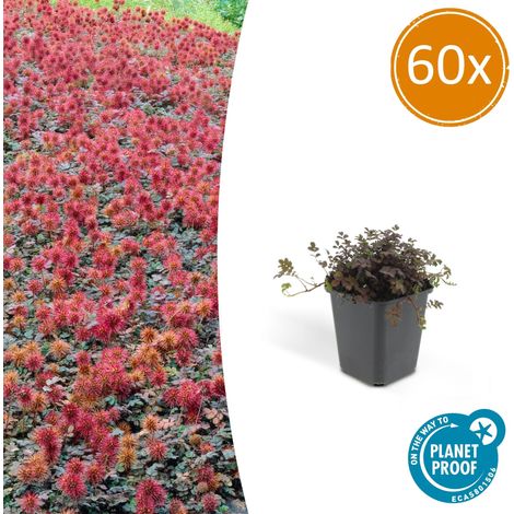 Lot de 60 Acaena microphylla 'Kupferteppich' Couvre-sol pour Jardin et Rocaille 10-25 cm Ø 9 cm - PANGIVO (1/5)