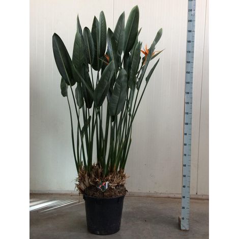 Strelitzia Reginae XXL Plante Oiseau du Paradis Fleurs Oranges Intérieur Extérieur 180 cm - PANGIVO