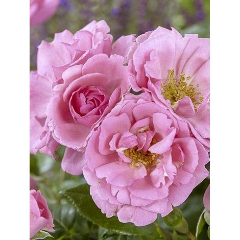 Rosier 'Bantry Bay' Pot de 4L/5L (1/3)
