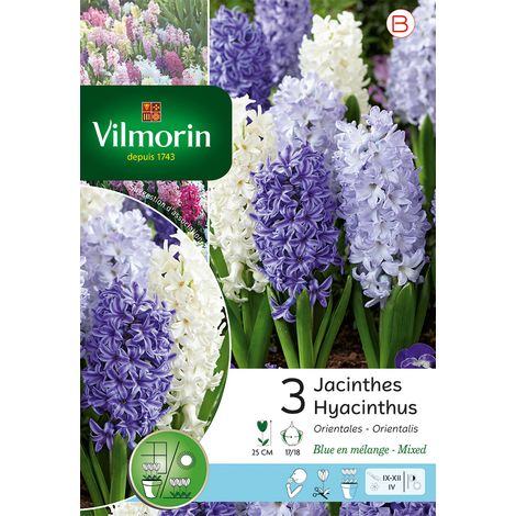 Vilmorin Jacinthe Bleue En Mélange (x3) (1/3)