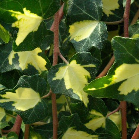Lierre 'Oro Di Bogliaosco'