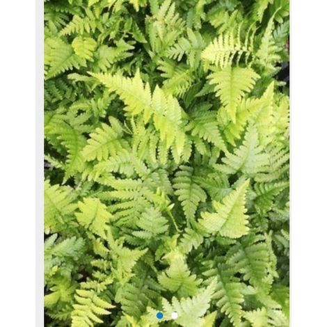 6x Dryopteris Filix-Mas - Mannetjesvaren pot 9x9cm