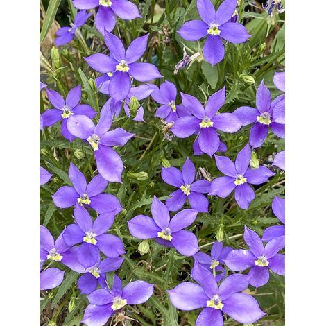 Laurentia 'Fizz'n'Pop Glowing Purple ' Mini-motte Ø 3/4 cm, Plant vert de 5 à 10 cm de haut (par 3)