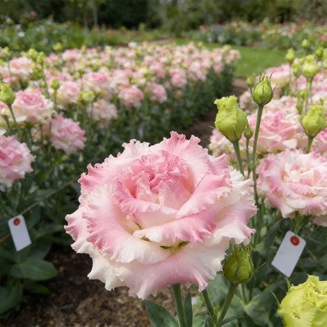 Lisianthus Rose Ondulé – 1000 Graines, Variété à Fleurs Doubles Frisées pour un Effet Décoratif Unique (1/5)