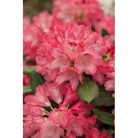 Yaku-Rhododendron 'Sneezy' Rhododendron yak.'Sneezy' 4L 30- 40 (1/5)