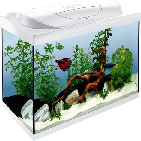 Tetra Aquarium Starter Line LED 80 L weiß Aquarium