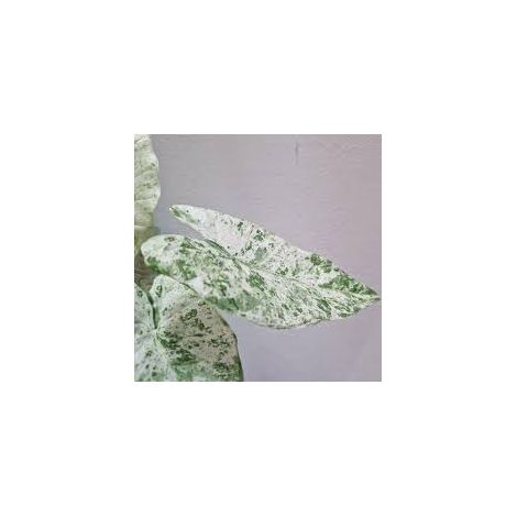 Alocasia Macrorrhiza Splash Vaso 24 – Pianta tropicale variegata (1/4)