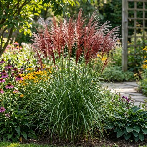 Roseau de Chine sinensis Ferner Osten 100cm Pot 3L - Miscanthus sinensis Ferner Osten (1/4)