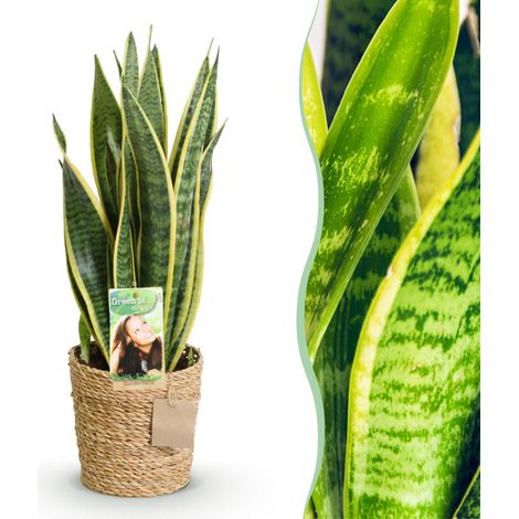Plante d'Intérieur Sansevieria Laurentii Langue de Belle-mère avec Panier Vert et Jaune 60-70 cm - PANGIVO (1/5)