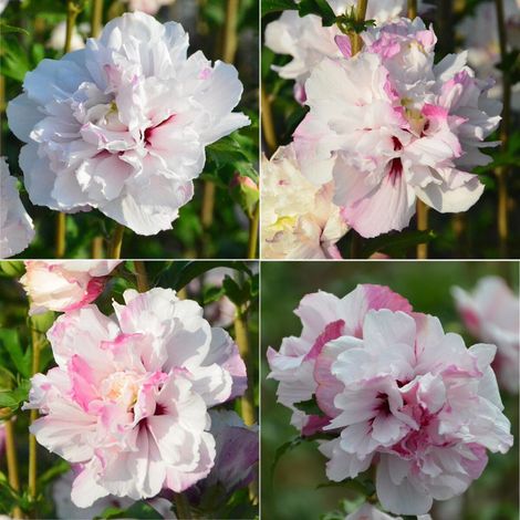 Hibiscus French Cabaret® Pastel 'Mindoub1', Althéa/Pot de 4L - 20/40 cm (1/3)