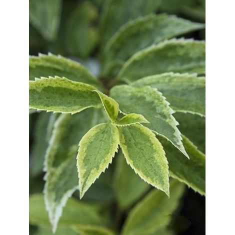 Mimosa de Paris 'Era' Pot de 3L/4L