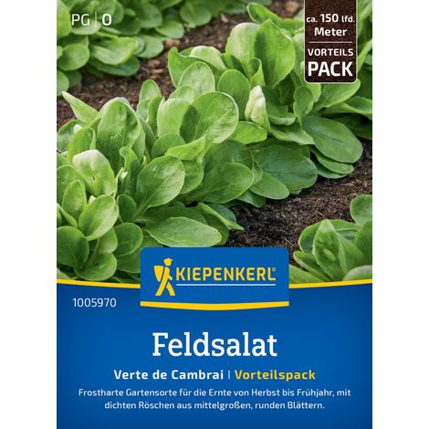 Kiepenkerl Feldsalatsamen Verte de Cambrai, Vorteilspackung (1/2)