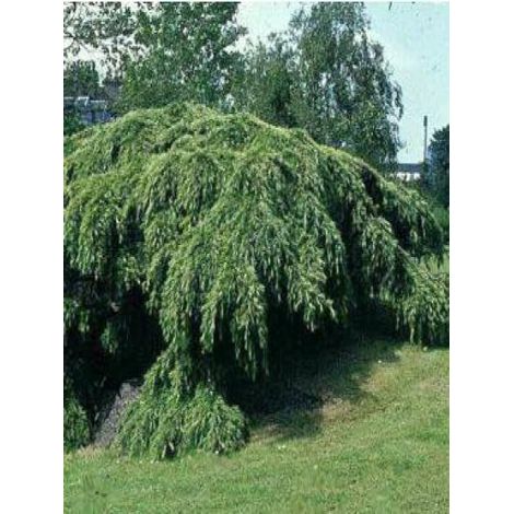Cédre de l'Himalaya pleureur Pot de 4L/5L
