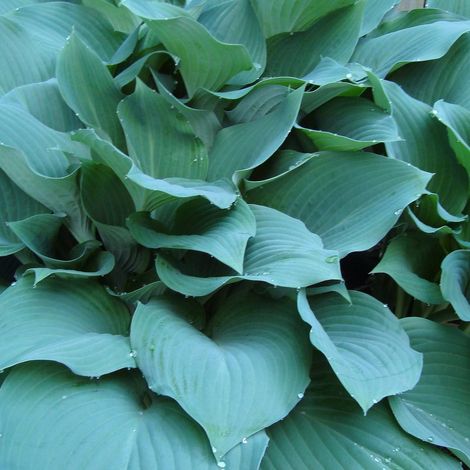 Hosta Big Mama | Conditionnement: Lot de 3 godets