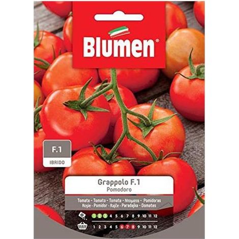 SEMI POMODORINO A GRAPPOLO ROBIN (1/2)