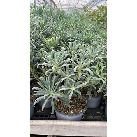 Euphorbia Characias Wulfenii - Euforbia - vaso 14 cm (1,5 L)