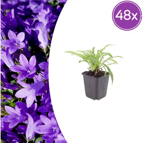 Lot de 48 Campanules à Feuilles de Pêcher 'Coerulea' Vivaces Bleues Pot Ø 9 cm - PANGIVO (1/5)