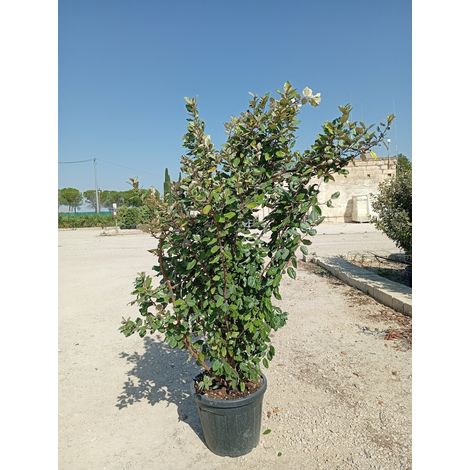 ELEAGNUS EBBINGEI COMPACTA CESP.45