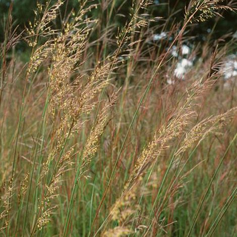 4 x Herbe des Indiens - Sorghastrum nutans  - godet 9x9 cm