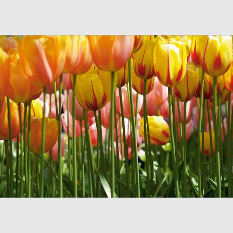 Papier peint - Grande tulipe - 360x254 cm (1/2)