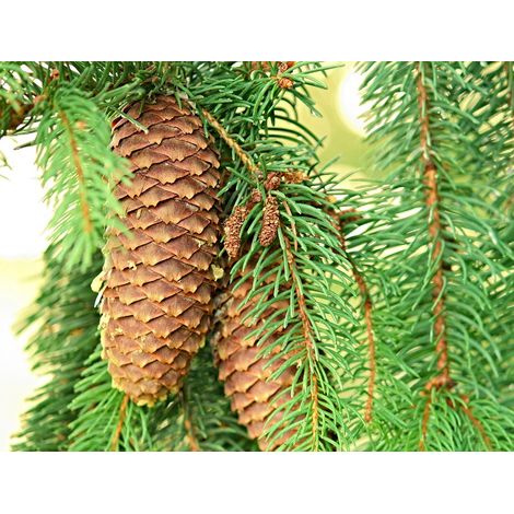 Semillas de Abeto Rojo. Picea Abies. 10 Gramos