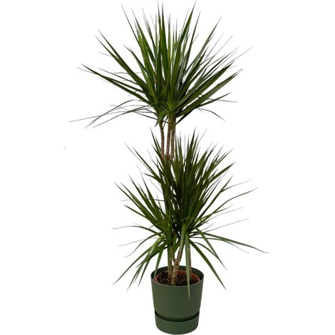 Dragonnier Dracaena Marginata Plante d'Intérieur avec Pot Vert H120 cm - PANGIVO