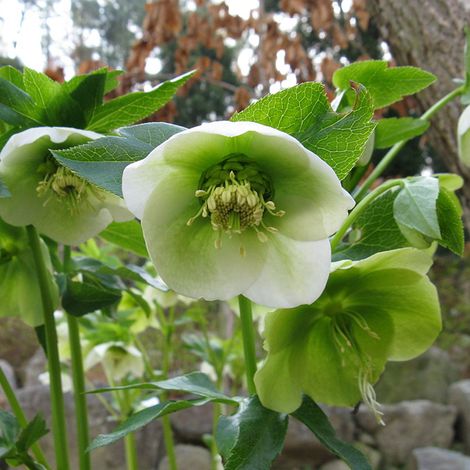 4 x Hellébore orientale - Helleborus orientalis  - godet 9x9 cm