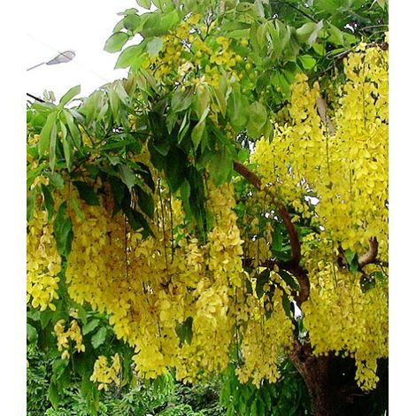 Pianta di cassia fistula foto reali h 100cm