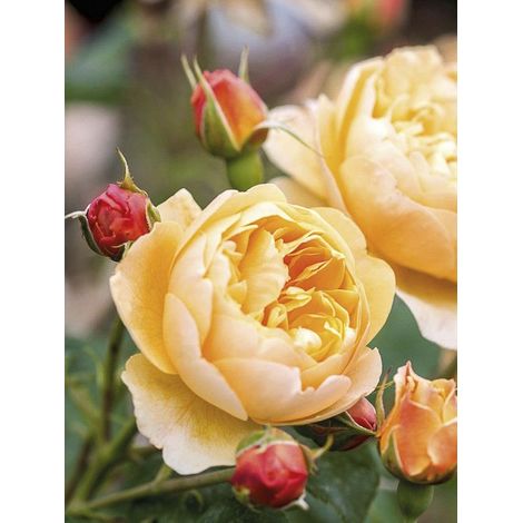 Rosier 'Roald Dahl' Pot de 4L/5L (1/2)