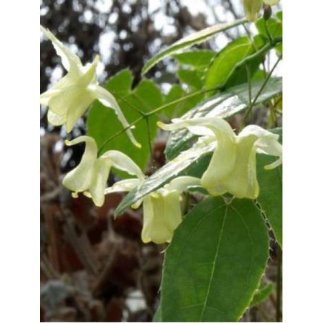 Fleur des elfes 'Flowers of Sulphur' Godet de 8/9 cm (1/4)