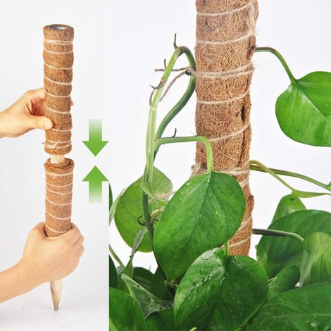 Tuteur à Coco - [Modèle] Moss Pole - 4 tailles (30/40/50/60cm) fibre de coco naturel khaki - pour monstera pothos plantes grimpantes (1/4)