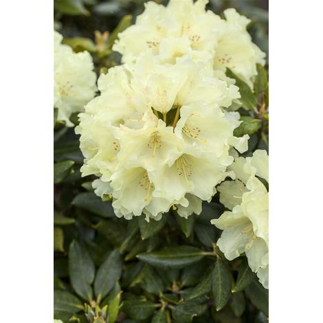 Rhododendron 'Goldkrone'® Rhododendron Hybr.'Goldkrone' -R- C 5 30- 40 (1/2)