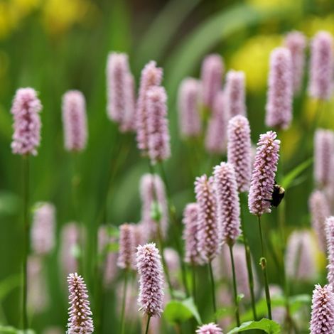 4 x Renouée bistorte  - Persicaria bistorta 'Superba'  - godet