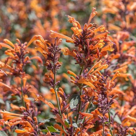 4 x Agastache hybrida.  - Agastache hybrida 'Fleur'  - godet 9x9