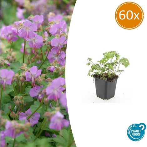 Lot de 60 Géraniums Vivaces Cambridge Couvre-sol Fleurs Roses Pot Ø9cm Hauteur 10-25cm - PANGIVO (1/5)