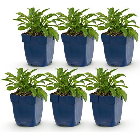 Campanule à Feuilles de Pêcher Campanula persicaria Duo Bleu et Blanc - Lot de 6 Plantes Vivaces - PANGIVO (1/5)