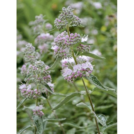 Barbe-bleue, Spirée bleue 'Stephi ' Pot de 3L/4L 20/30cm