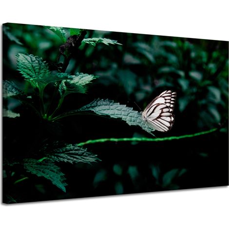 Leinwanddruck Natur Schmetterling auf einem Blatt 120x80