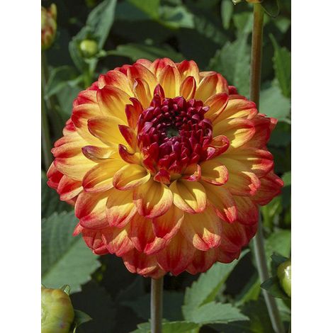 Dahlia nain double 'Icoon' Bulbe calibre I