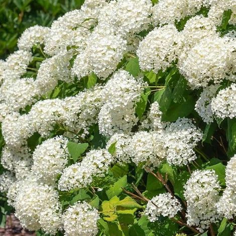 Hydrangea Strong Annabelle in vaso da 18cm