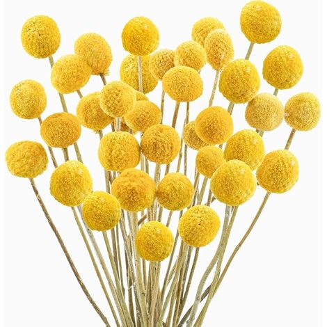 Fleurs Sechees Naturelles Bouquet Fleurs Séchées Craspedia Jaune Billy Button Balles Plante Séchées pour Décoration Mariage Maison Table Vase Arrangement de Fleurs Florale (1/5)