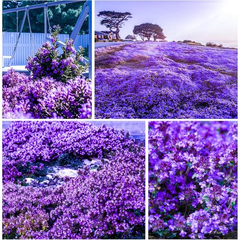 Thym Aromatique – 40000 Graines pour Potager et Jardinières, Culture Simple et Aromatique, Violet (1/5)