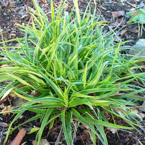 4 x Luzule des bois  - Luzula sylvatica 'Marginata'  - godet 9x9