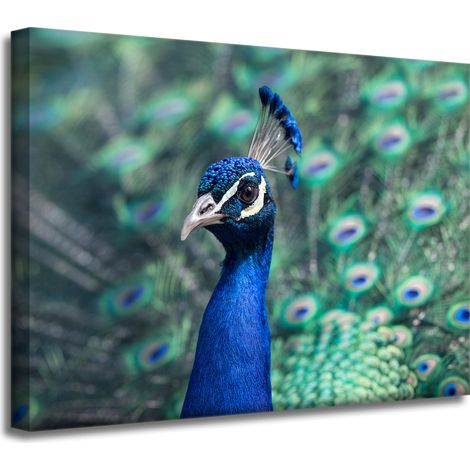 Impression sur toile Animaux Paon coloré 40x30 cm Oiseau Paon indien